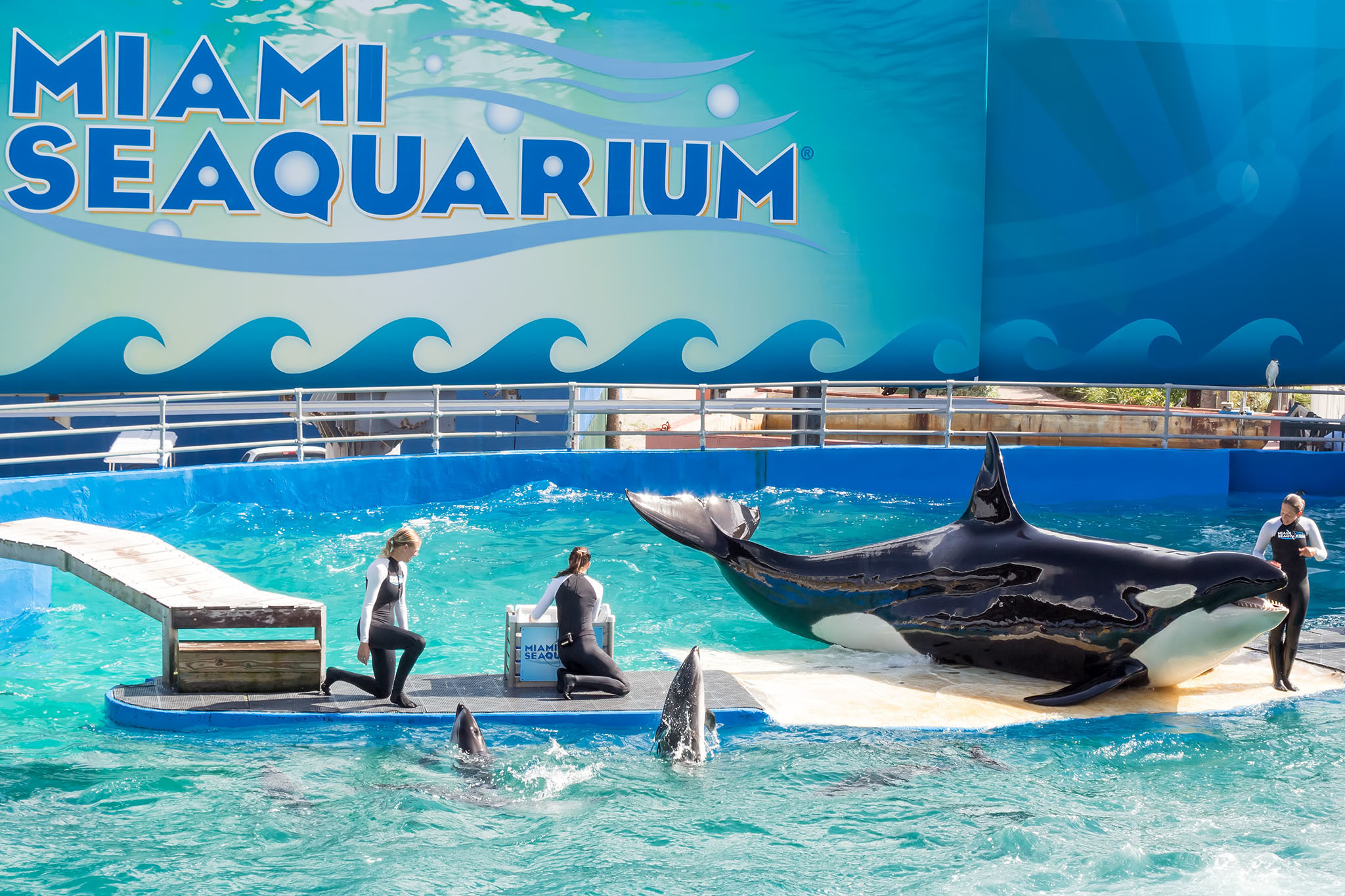 Apresentação no Miami Seaquarium em Miami, mostrando treinadores interagindo com uma orca enquanto dois golfinhos nadam próximos. O ambiente do show é iluminado, com a logomarca Miami Seaquarium ao fundo. A cena retrata um momento educativo e de conexão com a vida marinha.